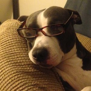 Meet your Posher, Roy